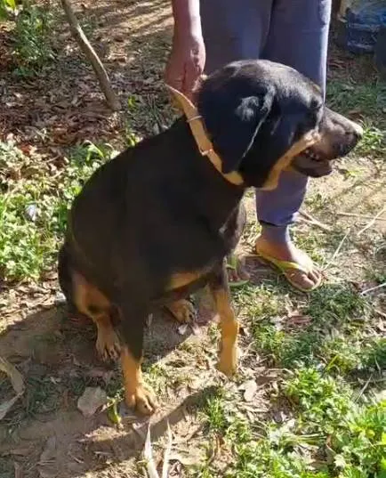 Cachorro ra a SRD-ViraLata idade 2 a 6 meses nome  Falar com Francisco - Whats 11 98896-8159
