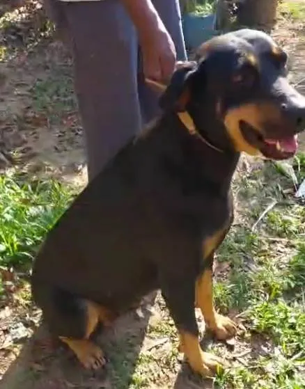 Cachorro ra a SRD-ViraLata idade 2 a 6 meses nome  Falar com Francisco - Whats 11 98896-8159