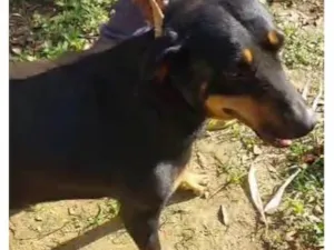 Cachorro raça SRD-ViraLata idade 2 a 6 meses nome  Falar com Francisco - Whats 11 98896-8159