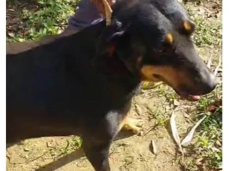 Cachorro ra a SRD-ViraLata idade 2 a 6 meses nome  Falar com Francisco - Whats 11 98896-8159