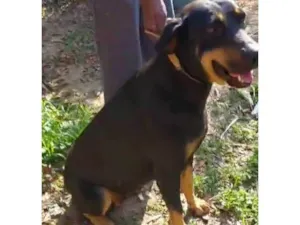 Cachorro raça SRD-ViraLata idade 2 a 6 meses nome  Falar com Francisco - Whats 11 98896-8159