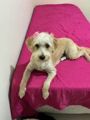 Cachorro raça SRD-ViraLata idade 2 a 6 meses nome Falar com Junia - Whats 19 99279-1485