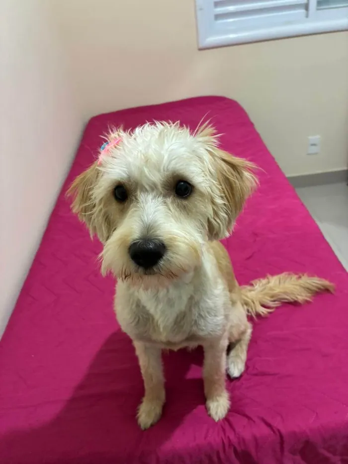 Cachorro ra a SRD-ViraLata idade 2 a 6 meses nome Falar com Junia - Whats 19 99279-1485