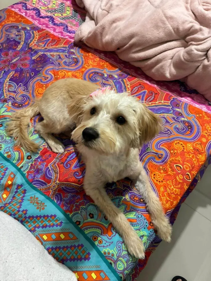 Cachorro ra a SRD-ViraLata idade 2 a 6 meses nome Falar com Junia - Whats 19 99279-1485