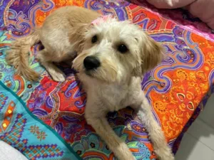 Cachorro raça SRD-ViraLata idade 2 a 6 meses nome Falar com Junia - Whats 19 99279-1485