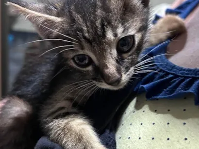 Gato raça SRD-ViraLata idade Abaixo de 2 meses nome Gatinha