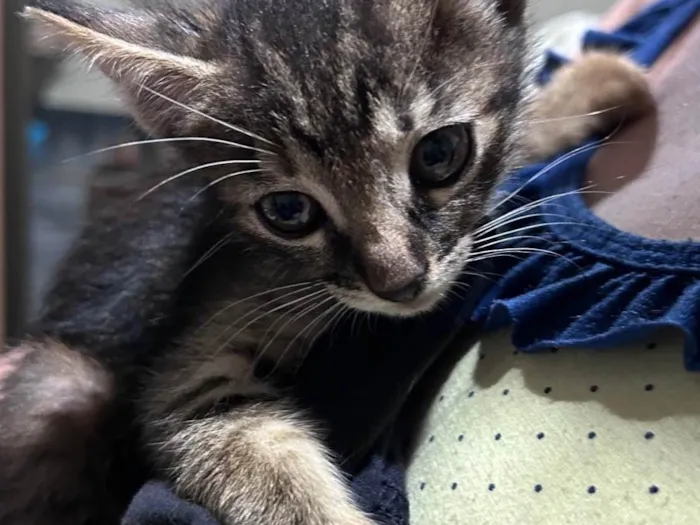 Gato ra a SRD-ViraLata idade Abaixo de 2 meses nome Gatinha