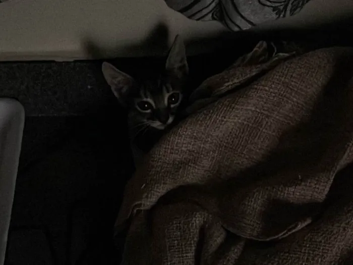 Gato ra a SRD-ViraLata idade Abaixo de 2 meses nome Gatinha