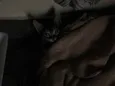 Gatinha