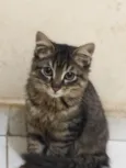 Tigrão