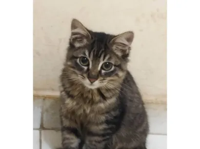 Gato raça SRD-ViraLata idade 2 a 6 meses nome Tigrão 