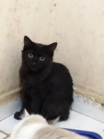 Gato raça SRD-ViraLata idade 2 a 6 meses nome Aika