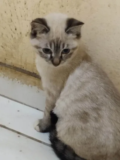 Gato raça SRD-ViraLata idade Abaixo de 2 meses nome Ayra