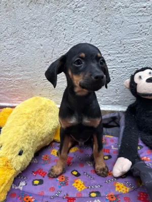 Cachorro raça SRD-ViraLata idade 2 a 6 meses nome Penn