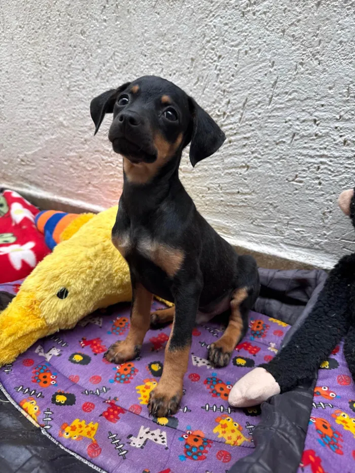 Cachorro ra a SRD-ViraLata idade 2 a 6 meses nome Penn