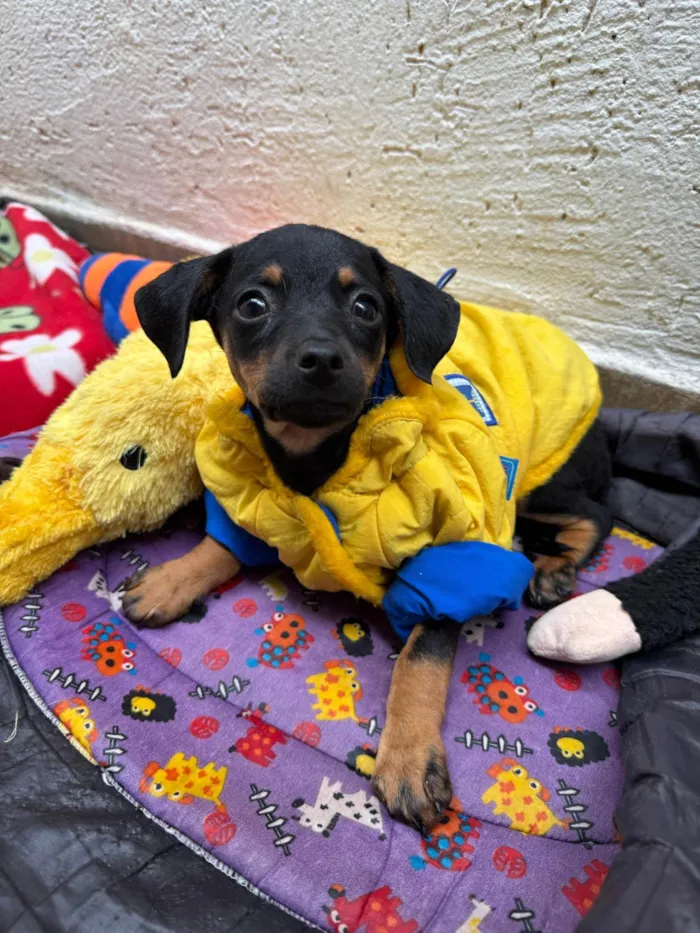 Cachorro ra a SRD-ViraLata idade 2 a 6 meses nome Penn