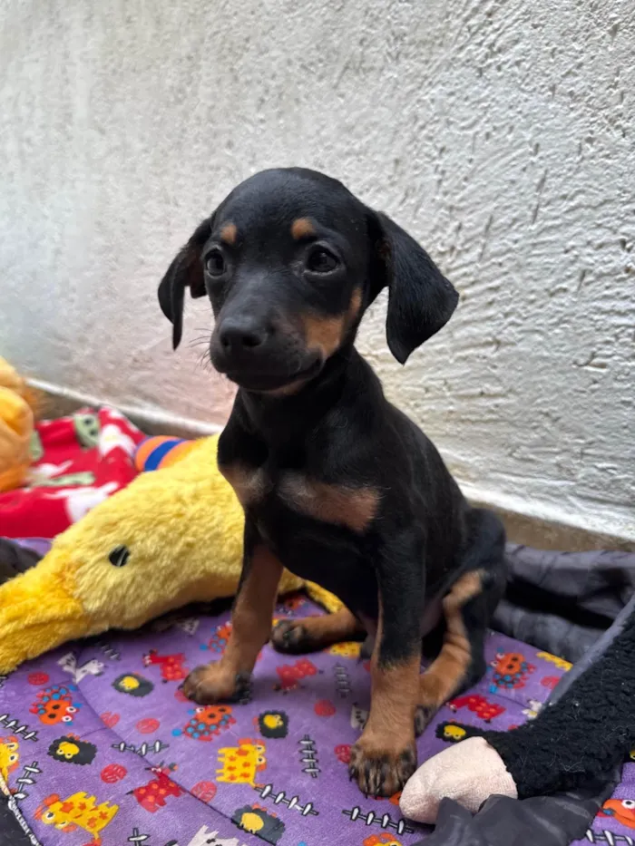 Cachorro ra a SRD-ViraLata idade 2 a 6 meses nome Penn