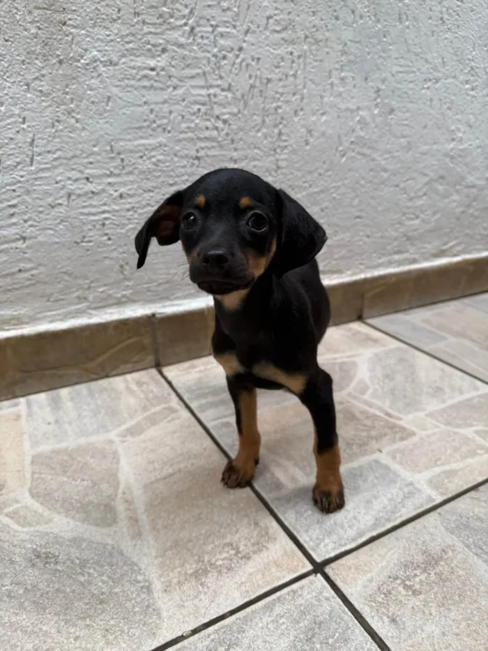 Cachorro ra a SRD-ViraLata idade 2 a 6 meses nome Penn