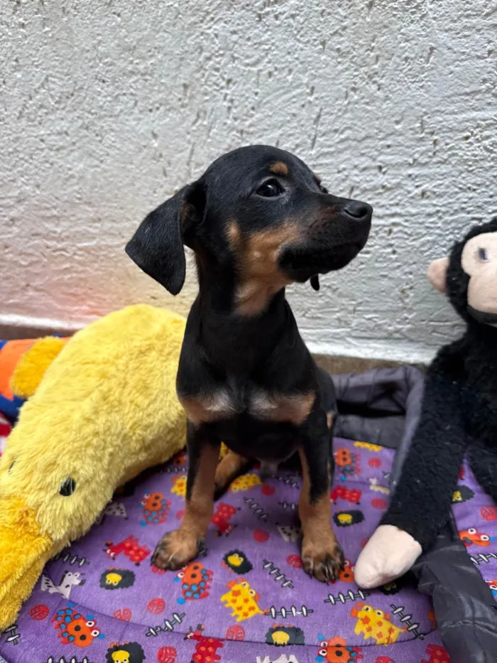Cachorro ra a SRD-ViraLata idade 2 a 6 meses nome Penn
