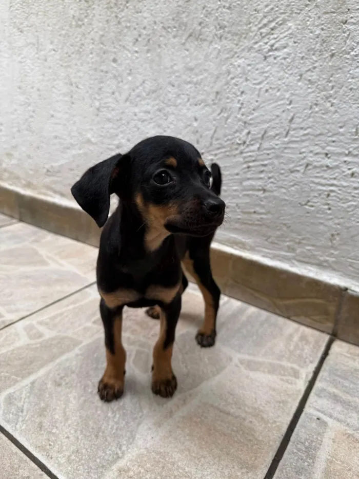 Cachorro ra a SRD-ViraLata idade 2 a 6 meses nome Penn