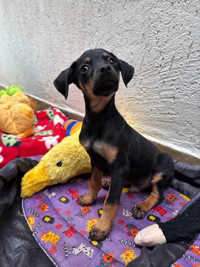 Cachorro ra a SRD-ViraLata idade 2 a 6 meses nome Penn