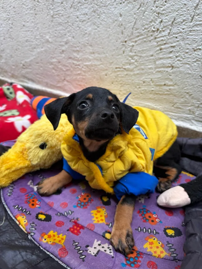Cachorro ra a SRD-ViraLata idade 2 a 6 meses nome Penn