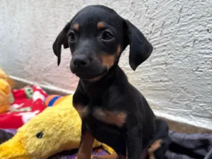 Cachorro raça SRD-ViraLata idade 2 a 6 meses nome Penn