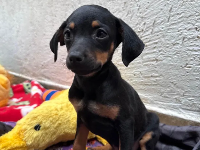 Cachorro ra a SRD-ViraLata idade 2 a 6 meses nome Penn