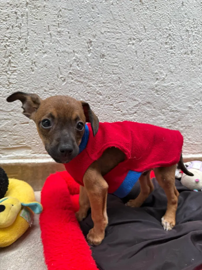 Cachorro ra a SRD-ViraLata idade 2 a 6 meses nome Lupo
