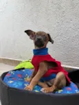 Lupo