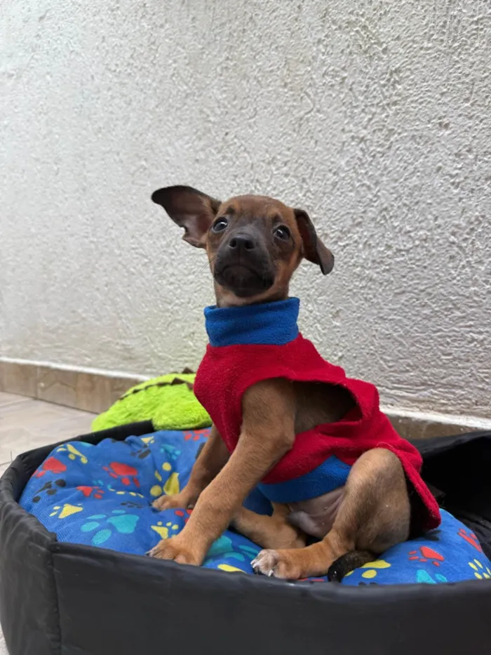 Cachorro ra a SRD-ViraLata idade 2 a 6 meses nome Lupo