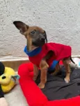 Lupo