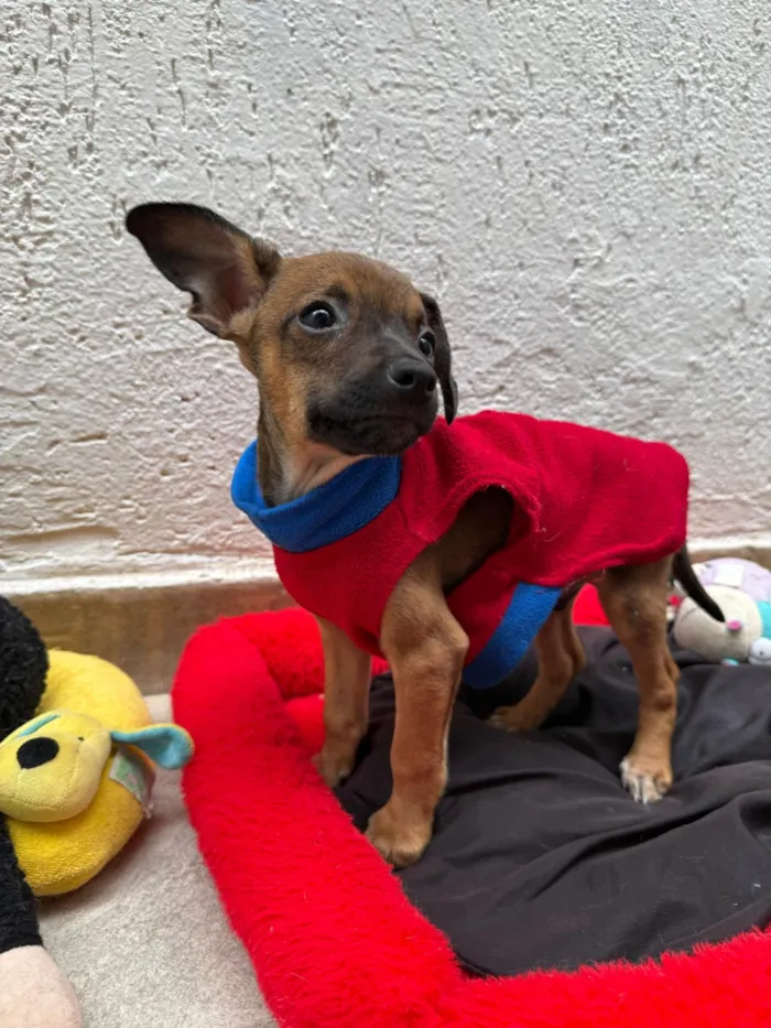 Cachorro ra a SRD-ViraLata idade 2 a 6 meses nome Lupo