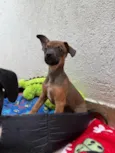 Lupo