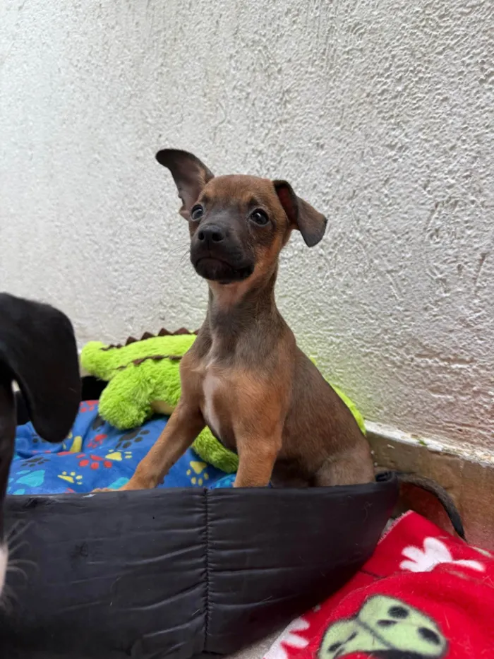 Cachorro ra a SRD-ViraLata idade 2 a 6 meses nome Lupo