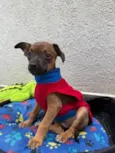 Lupo