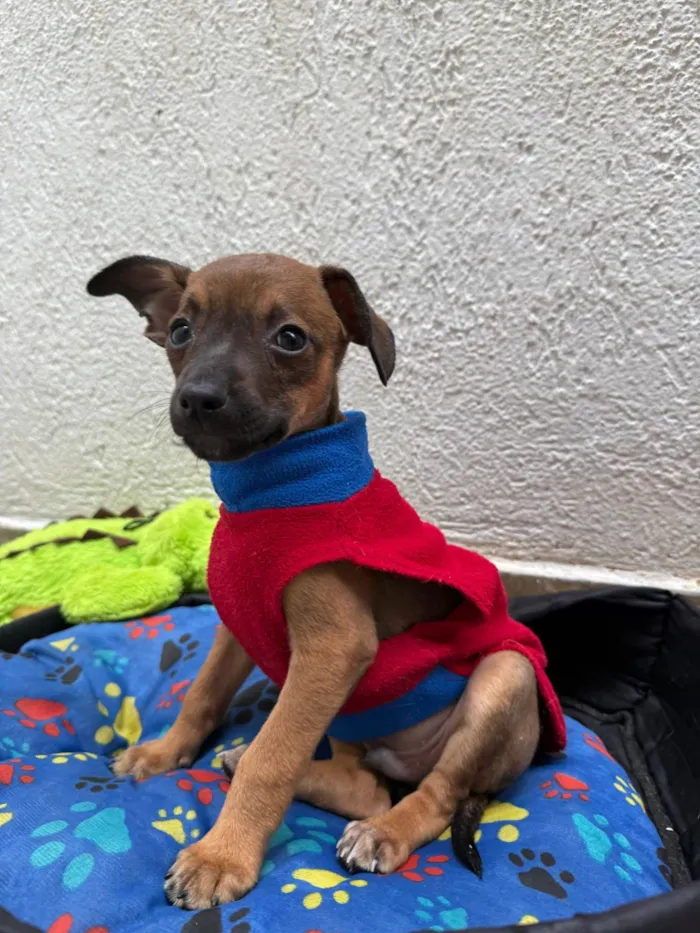 Cachorro ra a SRD-ViraLata idade 2 a 6 meses nome Lupo