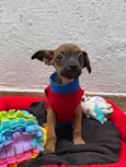 Lupo