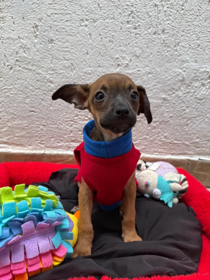 Cachorro ra a SRD-ViraLata idade 2 a 6 meses nome Lupo