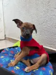 Lupo