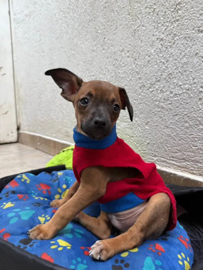 Cachorro ra a SRD-ViraLata idade 2 a 6 meses nome Lupo