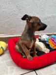 Lupo