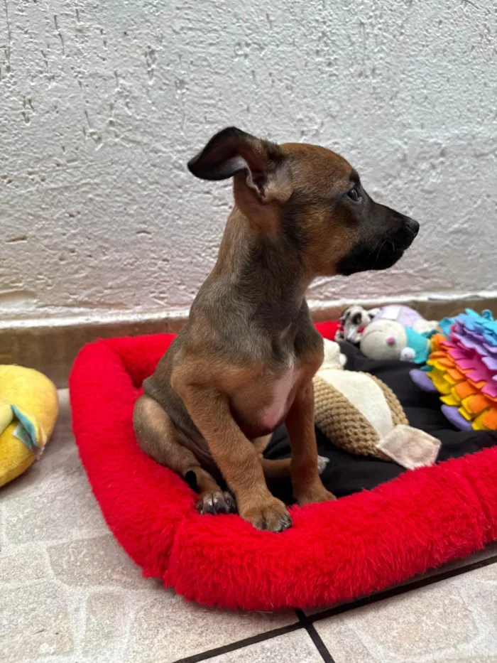 Cachorro ra a SRD-ViraLata idade 2 a 6 meses nome Lupo