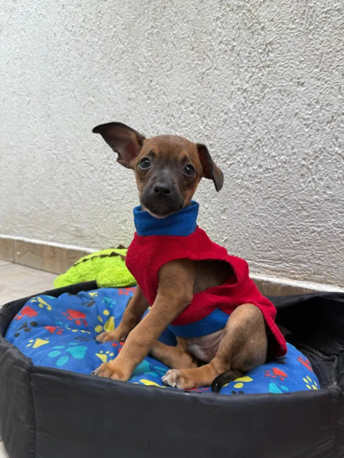 Cachorro ra a SRD-ViraLata idade 2 a 6 meses nome Lupo