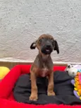 Lupo