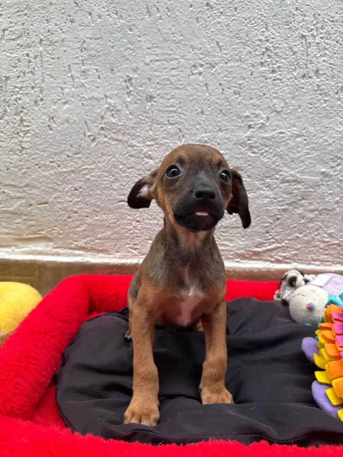 Cachorro ra a SRD-ViraLata idade 2 a 6 meses nome Lupo
