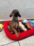 Lupo