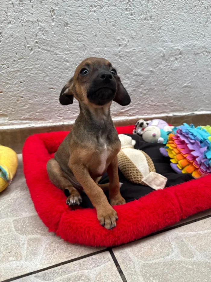 Cachorro ra a SRD-ViraLata idade 2 a 6 meses nome Lupo