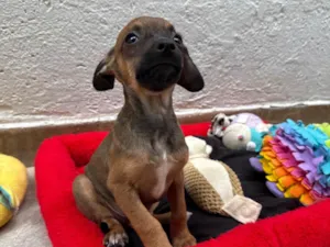 Cachorro raça SRD-ViraLata idade 2 a 6 meses nome Lupo