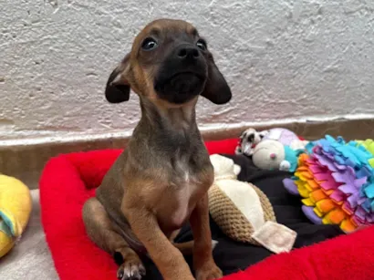 Cachorro raça SRD-ViraLata idade 2 a 6 meses nome Lupo